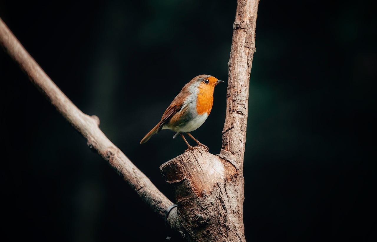 The Best Bird Watching Spots in Acadia National Park